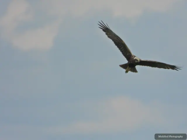At Blacktoft Sands: Marsh Harrier.