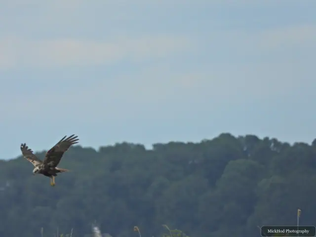 Marsh Harrier at Blacktoft Sands.