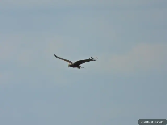 At Blacktoft Sands: Marsh Harrier.