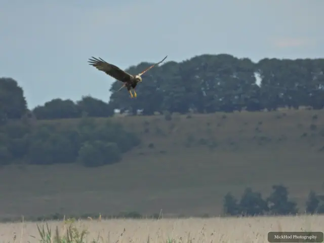 Marsh Harrier, seen at Blacktoft Sands.
