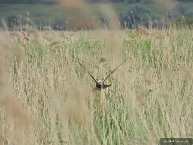 At Blacktoft Sands: Marsh Harrier.