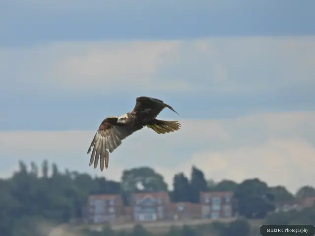 Western Marsh Harrier photographed at Blacktoft Sands.
