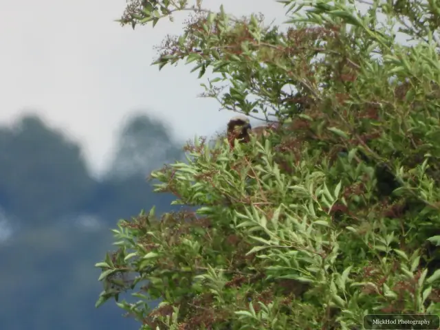 Western Marsh Harrier photographed at Blacktoft Sands.
