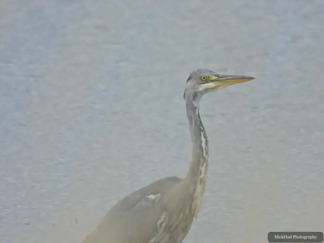 Grey Heron, seen at Blacktoft Sands.