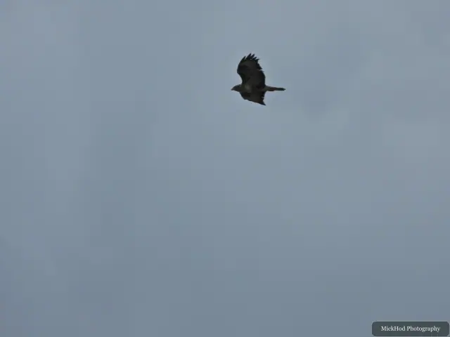 Photographed at Blacktoft Sands: Marsh Harrier.