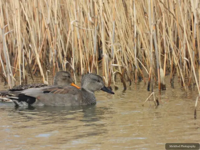 Gadwall at Blacktoft Sands.