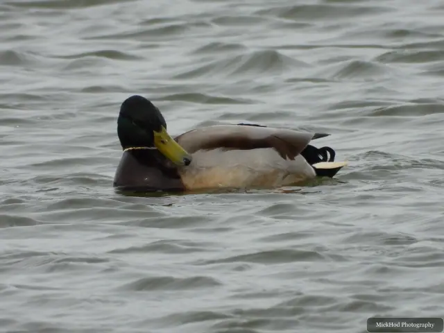 A Mallard photographed at Blacktoft Sands, seen in its habitat during the visit.