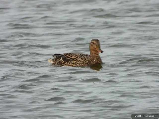A Mallard photographed at Blacktoft Sands, seen in its habitat during the visit.