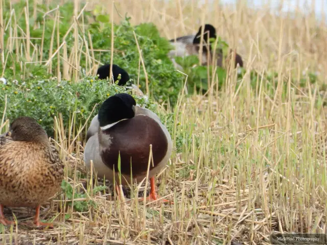 A Mallard photographed at Blacktoft Sands, seen in its habitat during the visit.