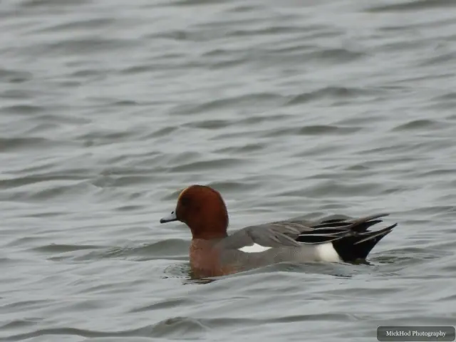 A Eurasian Wigeon photographed at Blacktoft Sands, seen in its habitat during the visit.