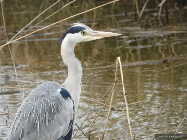 A Grey Heron photographed at Blacktoft Sands, seen in its habitat during the visit.