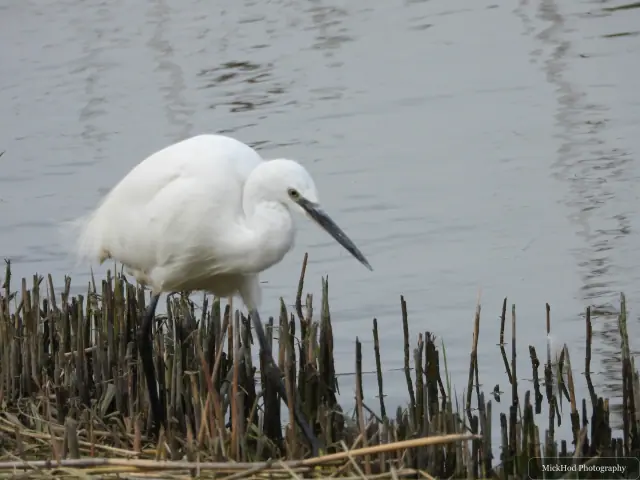 A Little Egret photographed at Blacktoft Sands, seen in its habitat during the visit.