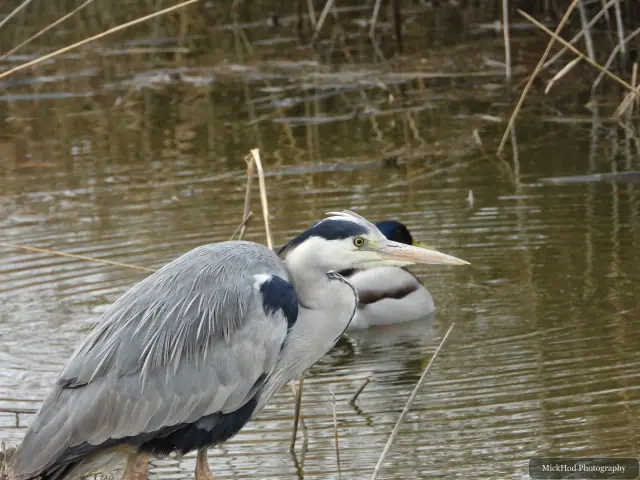 A Grey Heron photographed at Blacktoft Sands, seen in its habitat during the visit.