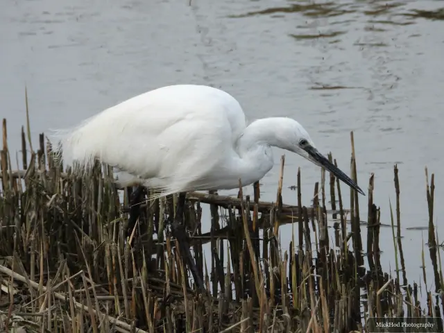 A Little Egret photographed at Blacktoft Sands, seen in its habitat during the visit.