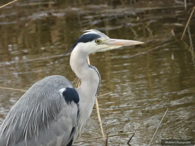 A Grey Heron photographed at Blacktoft Sands, seen in its habitat during the visit.