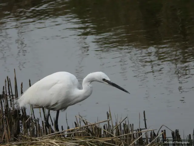 Little Egret, seen at Blacktoft Sands.