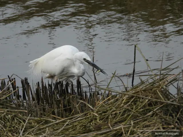 A Little Egret photographed at Blacktoft Sands, seen in its habitat during the visit.