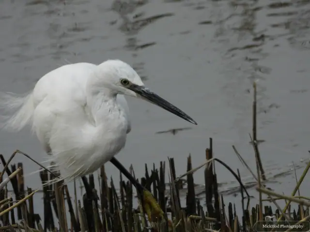A Little Egret photographed at Blacktoft Sands, seen in its habitat during the visit.