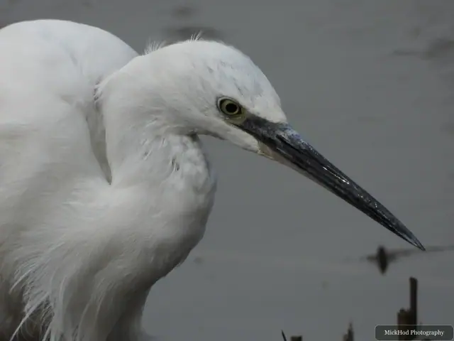 A Little Egret photographed at Blacktoft Sands, seen in its habitat during the visit.