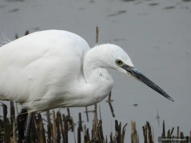 A Little Egret photographed at Blacktoft Sands, seen in its habitat during the visit.