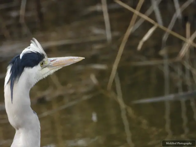 A Grey Heron photographed at Blacktoft Sands, seen in its habitat during the visit.