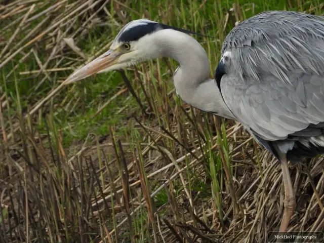 A Grey Heron photographed at Blacktoft Sands, seen in its habitat during the visit.