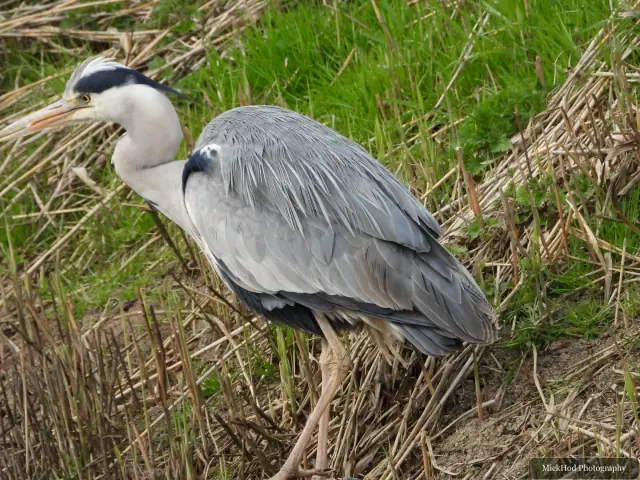 A Grey Heron photographed at Blacktoft Sands, seen in its habitat during the visit.