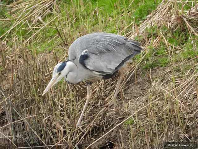 A Grey Heron photographed at Blacktoft Sands, seen in its habitat during the visit.