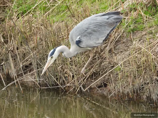 A Grey Heron photographed at Blacktoft Sands, seen in its habitat during the visit.