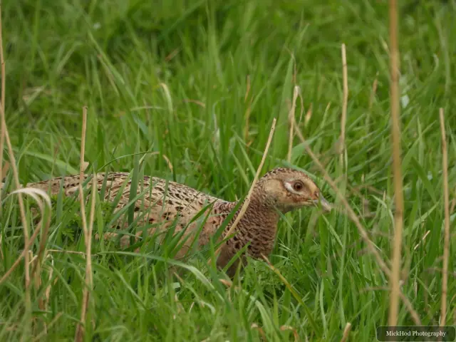 Common Pheasant at Blacktoft Sands.