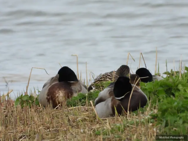 A Mallard photographed at Blacktoft Sands, seen in its habitat during the visit.