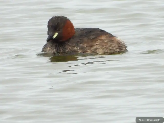 A Little Grebe photographed at Blacktoft Sands, seen in its habitat during the visit.
