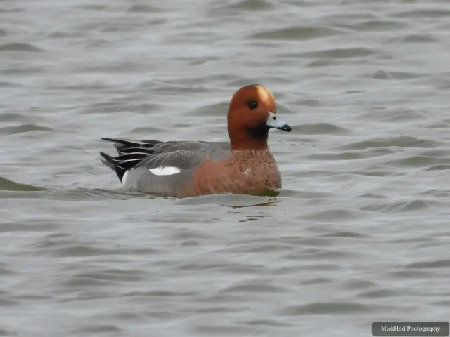 A Eurasian Wigeon photographed at Blacktoft Sands, seen in its habitat during the visit.