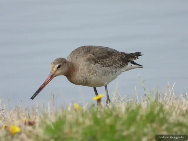 A Black-tailed Godwit photographed at Blacktoft Sands, seen in its habitat during the visit.