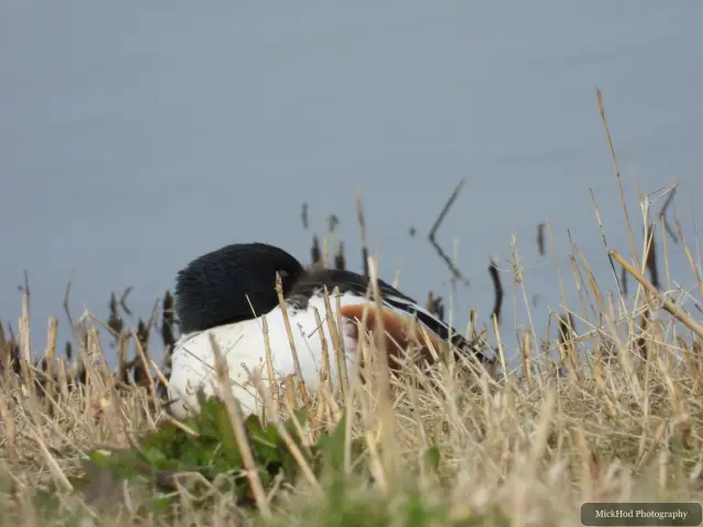 A Northern Shoveler photographed at Blacktoft Sands, seen in its habitat during the visit.