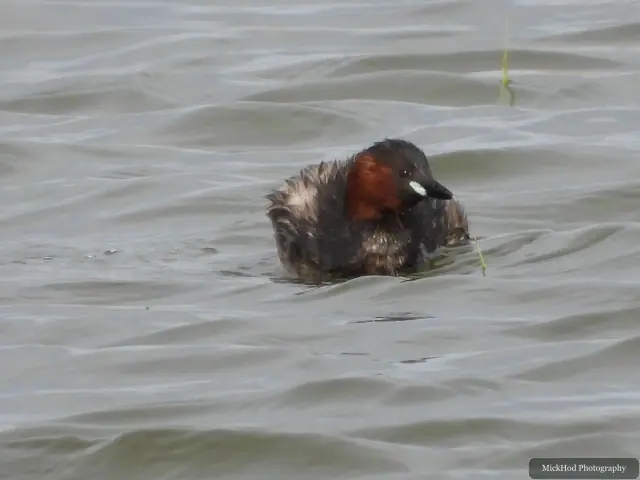 A Little Grebe photographed at Blacktoft Sands, seen in its habitat during the visit.