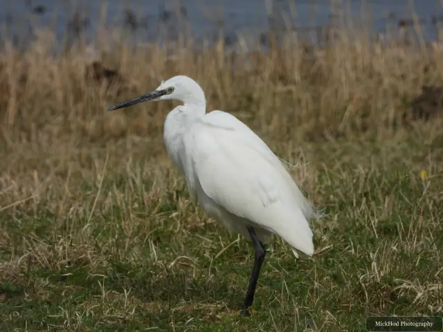 A Little Egret photographed at Blacktoft Sands, seen in its habitat during the visit.