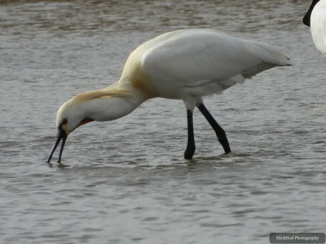 A Little Egret photographed at Blacktoft Sands, seen in its habitat during the visit.