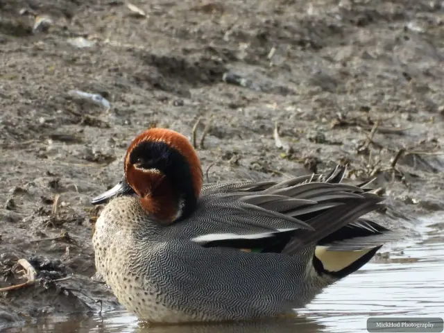 A Common Teal photographed at Blacktoft Sands, seen in its habitat during the visit.