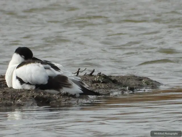 An Avocet rests at the water's edge at Blacktoft Sands.