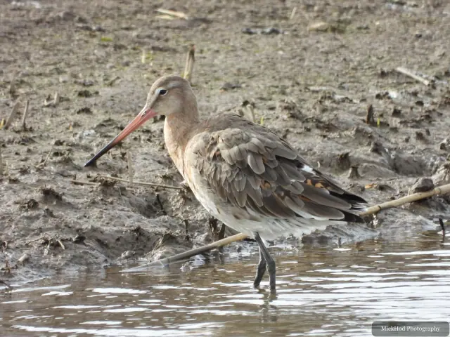A Black-tailed Godwit photographed at Blacktoft Sands, seen in its habitat during the visit.