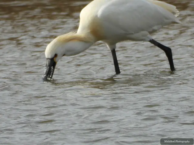 A Little Egret photographed at Blacktoft Sands, seen in its habitat during the visit.