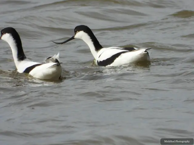 A Avocet photographed at Blacktoft Sands, seen in its habitat during the visit.