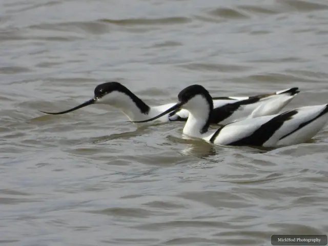 A Avocet photographed at Blacktoft Sands, seen in its habitat during the visit.