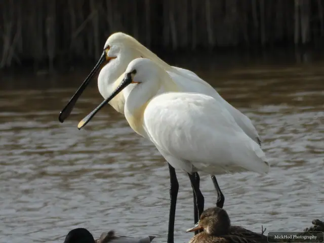 A Little Egret photographed at Blacktoft Sands, seen in its habitat during the visit.