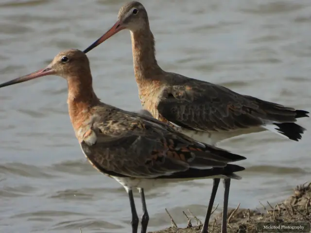 A Black-tailed Godwit photographed at Blacktoft Sands, seen in its habitat during the visit.