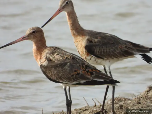 A Black-tailed Godwit photographed at Blacktoft Sands, seen in its habitat during the visit.