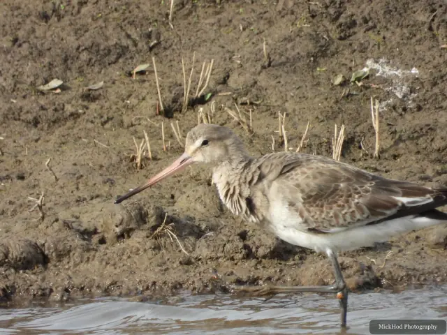 A Black-tailed Godwit photographed at Blacktoft Sands, seen in its habitat during the visit.