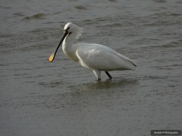 A Little Egret photographed at Blacktoft Sands, seen in its habitat during the visit.