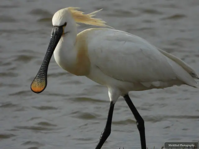 A Little Egret photographed at Blacktoft Sands, seen in its habitat during the visit.